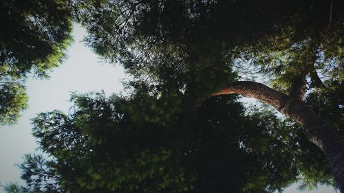 Low angle view of trees in forest