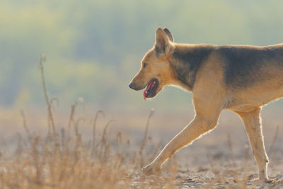 Side view of dog on field