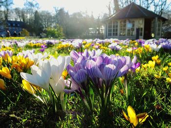 Close-up of purple crocus flowers on field