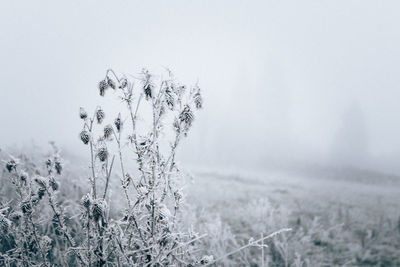 Plants on field during winter against sky