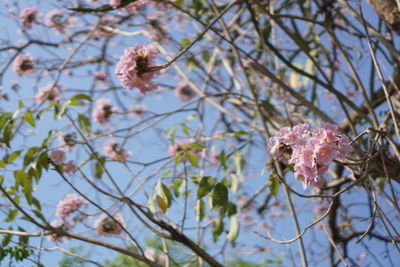 Low angle view of cherry blossoms in spring