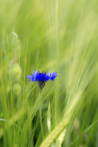 Close-up of purple flowering plant on field