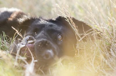 Portrait of black dog on field