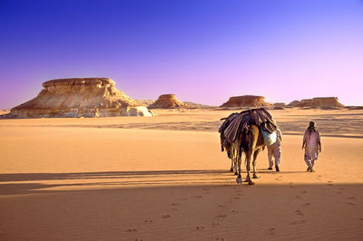 Rear view of men walking with camels on sandy desert against clear sky