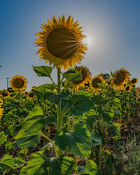 Close-up of sunflower against sky