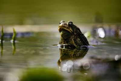 Wildlife amphibians malden park pond american toad eye level in a local pond