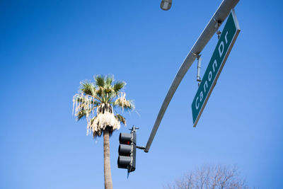 Low angle view of flower tree against blue sky