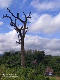 Low angle view of bare tree against sky