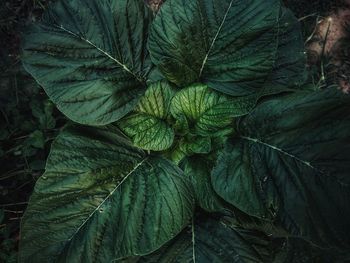 Full frame shot of fresh green leaves