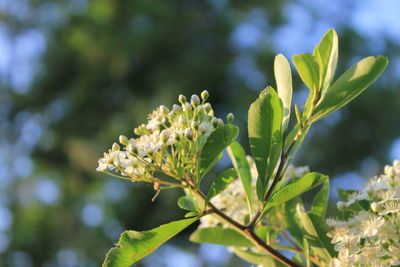 plant