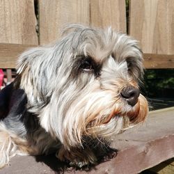 Close-up of a dog