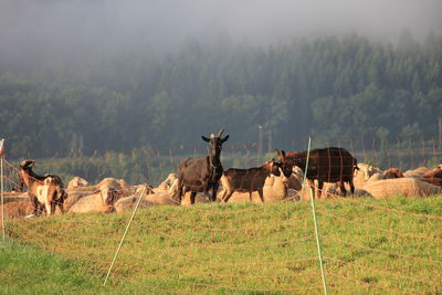 Horses in a field