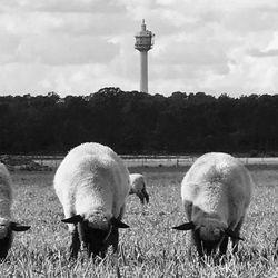 Sheep in field