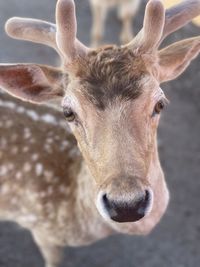 Close-up portrait of deer