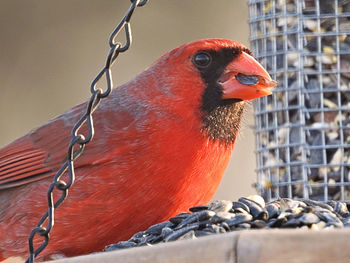 Close-up of bird perching in cage