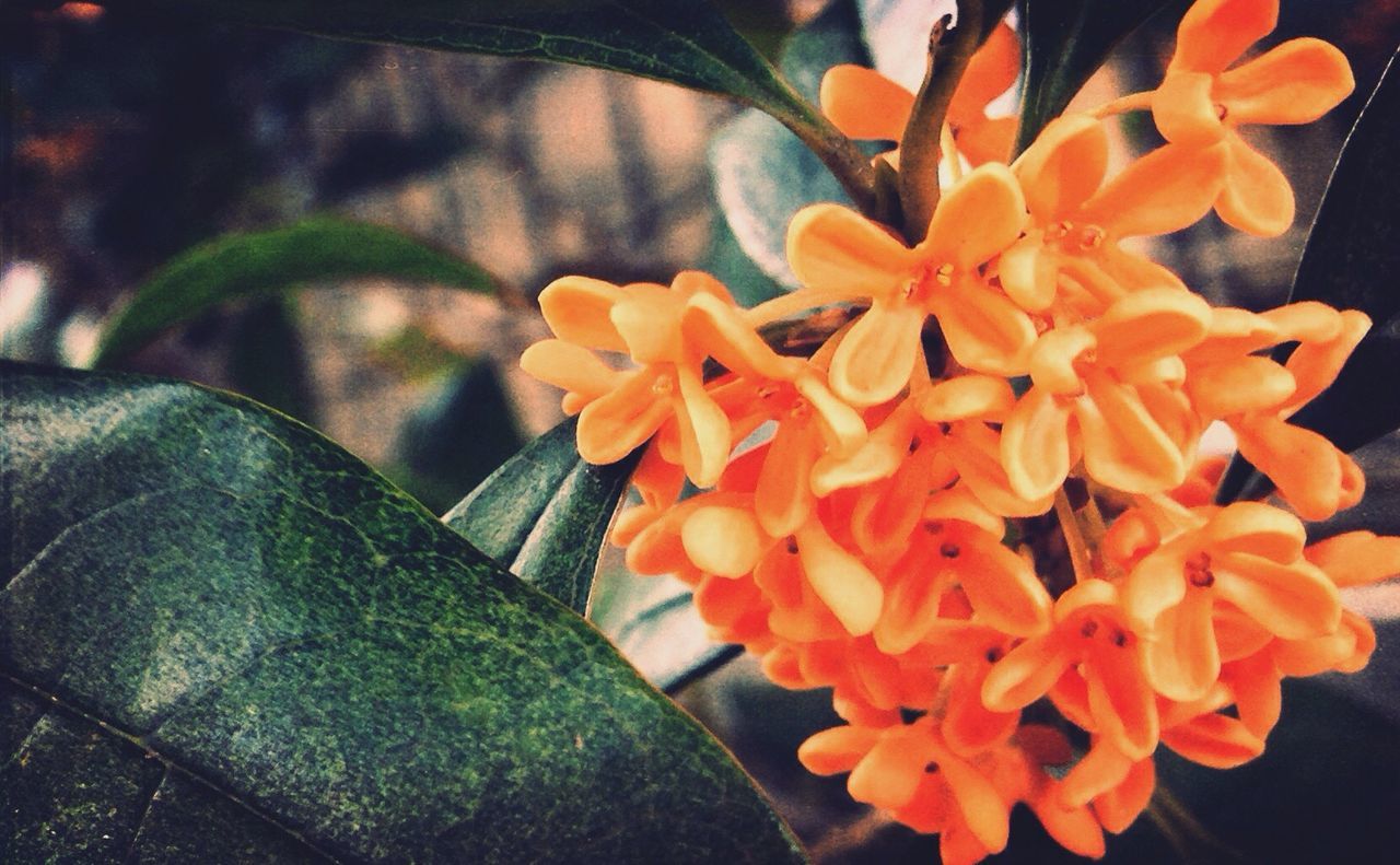 flower, freshness, fragility, petal, close-up, orange color, growth, beauty in nature, flower head, vibrant color, nature, blossom, in bloom, focus on foreground, springtime, botany, plant, day, lantana camara, softness, no people, lantana, blooming