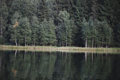Pine trees in lake against sky