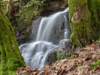 Scenic view of waterfall in forest