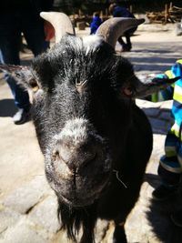 Close-up of donkey