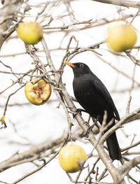 Low angle view of bird perching on tree