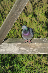 Bird perching on wooden bench