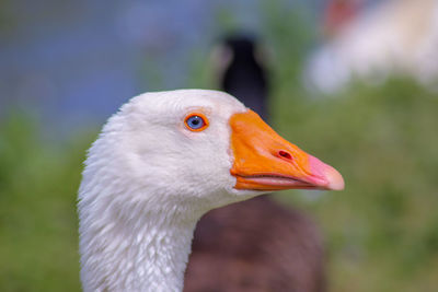 Close-up of goose 