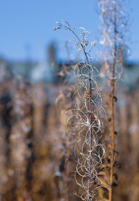 Close-up of dry plant