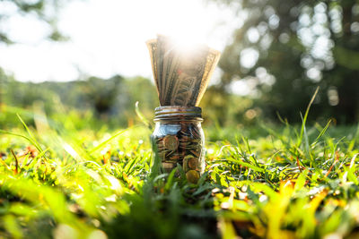 Close-up of plant in jar on field