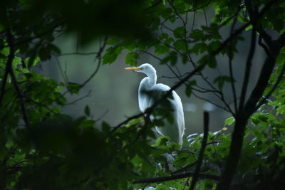 Bird perching on a tree