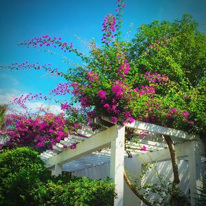 Low angle view of pink flowers blooming on tree