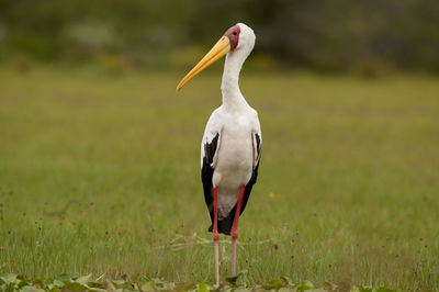 Bird on a field