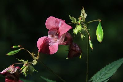 Close-up of pink flowering plant