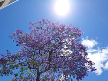 Low angle view of pink flowering tree against sky