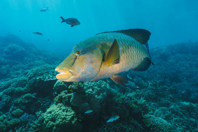 Close-up of fish swimming in sea