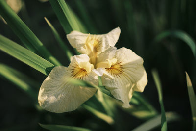 Close-up of white flower on plant