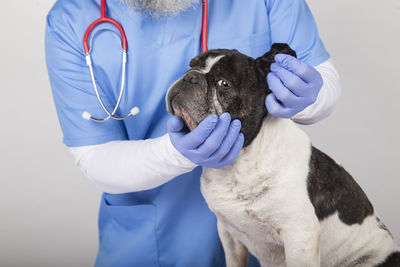 A veterinarian checking the ears of the adorable french bulldog dog. isolated image