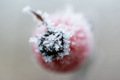 Close-up of frozen fruit