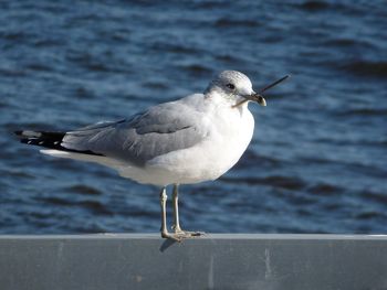 Seagull perching on guard railing