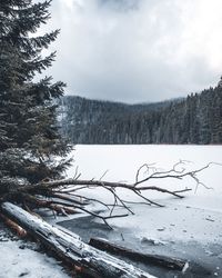 Scenic view of snow covered field against sky