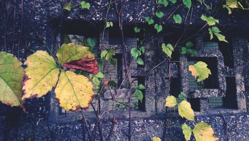 Autumnal leaves on tree