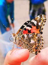 Cropped hand holding butterfly