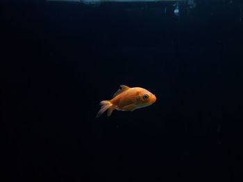 Fish swimming in sea