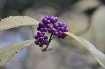 Purple berries