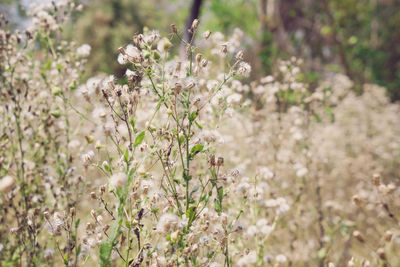 Close-up of white flowering plants on field