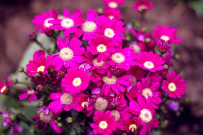 Close-up of pink flowers