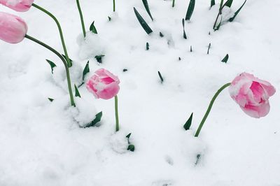 Close-up of snow on plant during winter