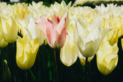 Close-up of yellow tulips