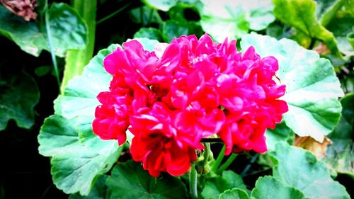 Close-up of pink flowers