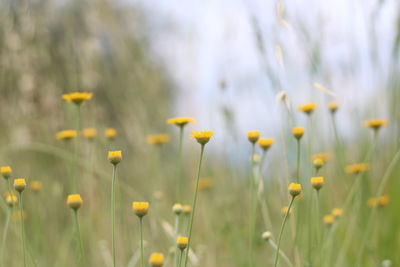 Close-up of yellow flowering plants on field