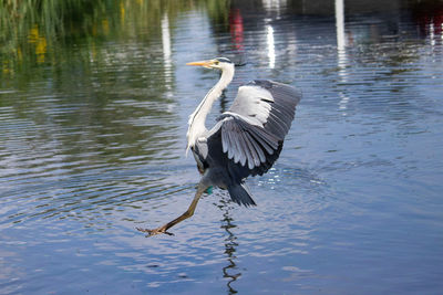 Gray heron flying over lake